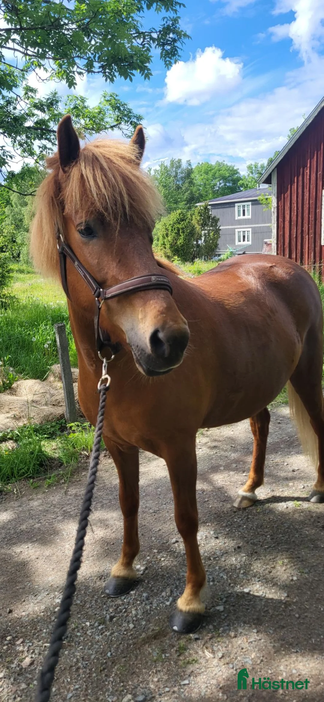 Island hästar till salu: Islandshäst  - Annons 1