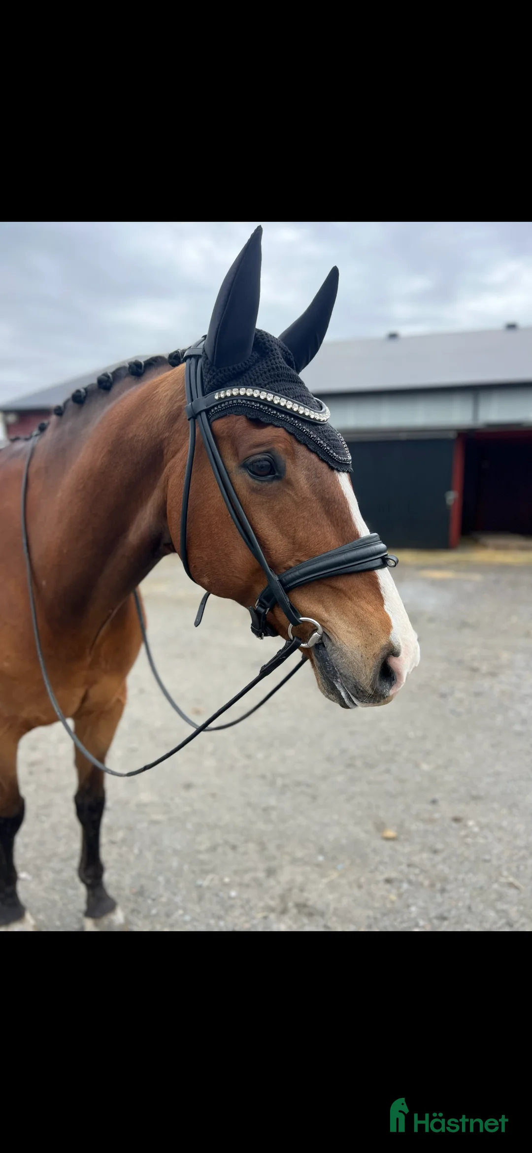 Dressyr hästar till salu: Reserverad! Snäll och okomplicerad läromästare - Annons 5