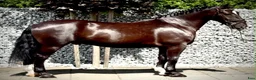 Allround hästar till salu: 6 yo Silesian Gelding–Family & Recreational Horse - Annons 4