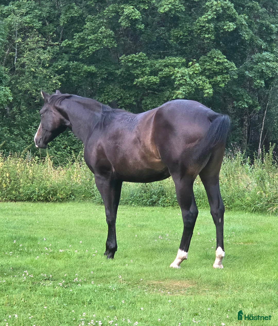 Western hästar till salu: Solid paint i Grums - Annons 2