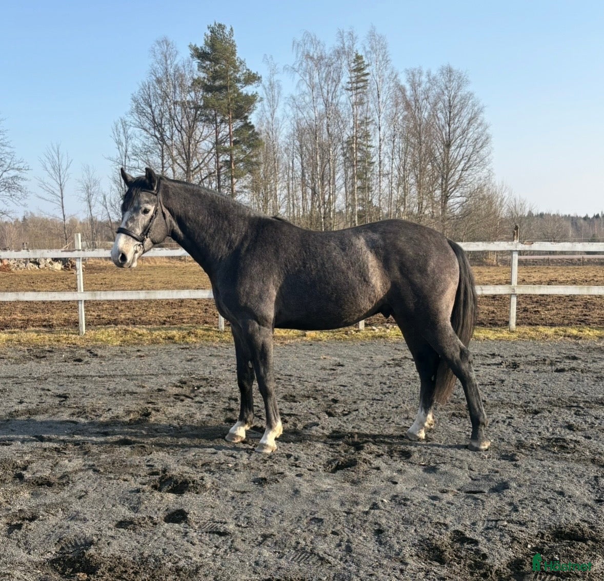  hästar Super trevlig 3 åring hingst  - Annons 1