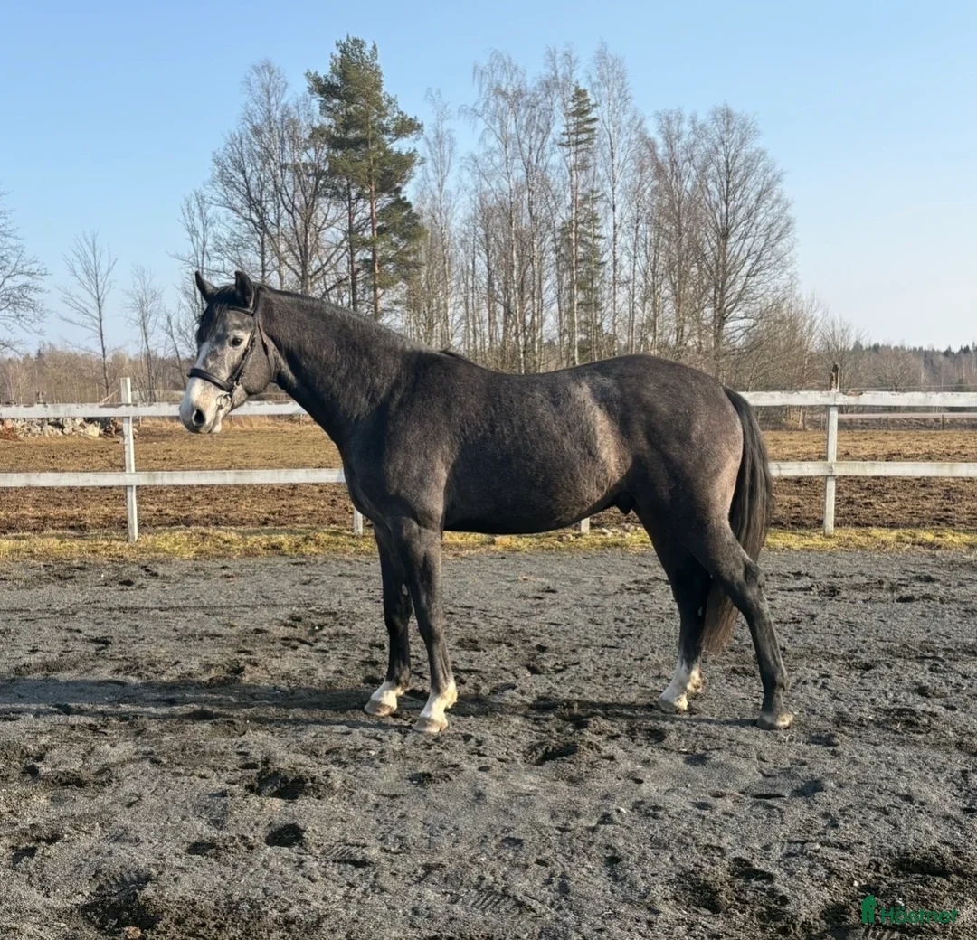Allround hästar till salu: Super trevlig 3 åring hingst  - Annons 1