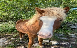 Island hästar till salu: Islandshäst i Lärbro - Annons 2