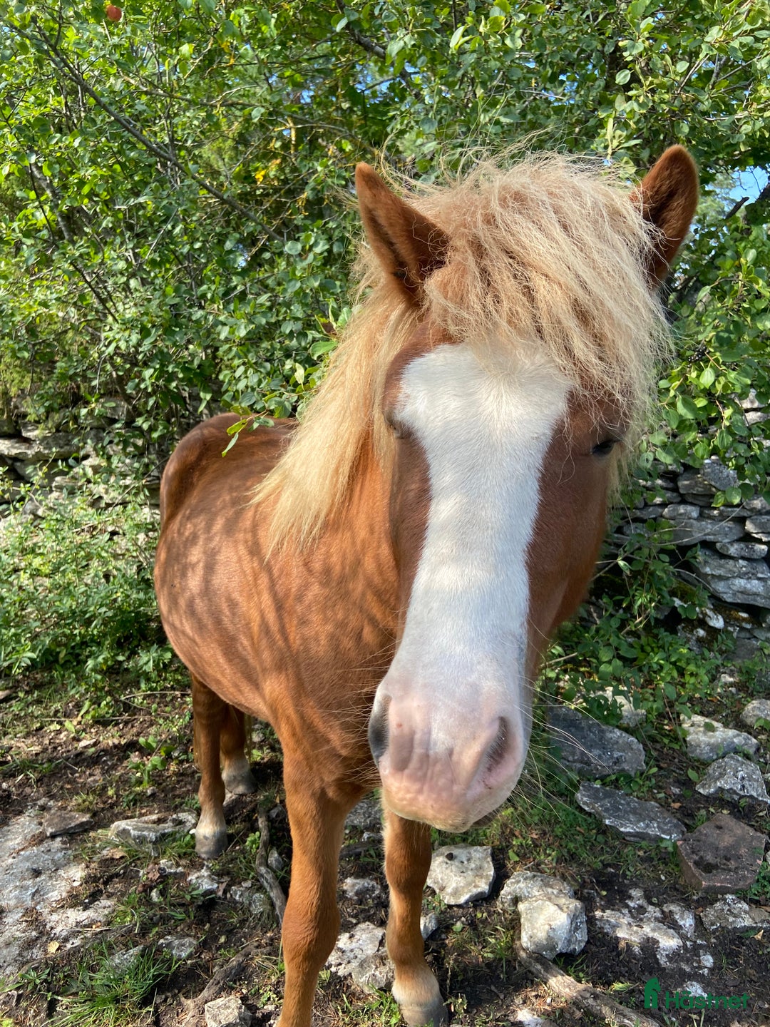 Island hästar till salu: Islandshäst i Lärbro - Annons 2