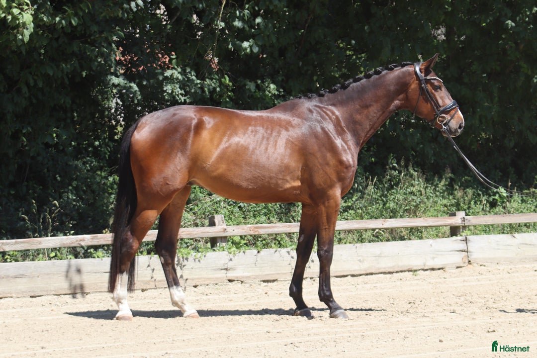 Dressyr hästar till salu: Top young dressage horse - Annons 2