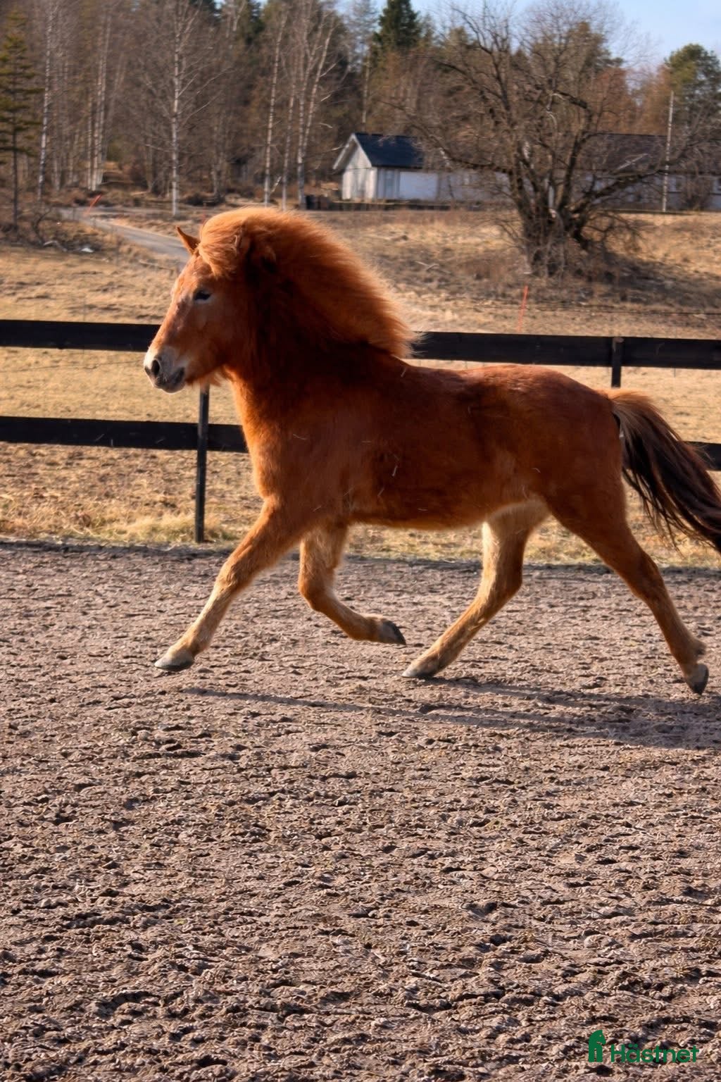  hästar Lovande islandshäststo -24 med fin stam - Annons 10
