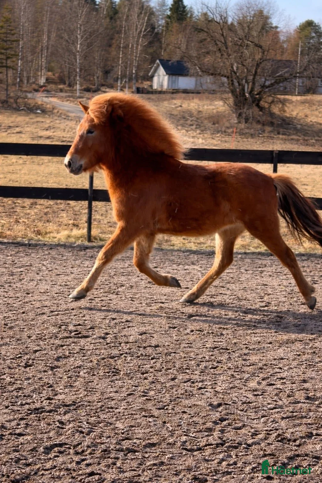 Island hästar till salu: Lovande islandshäststo -24 med fin stam - Annons 1