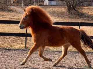 hästar Lovande islandshäststo -24 med fin stam - Annons 10