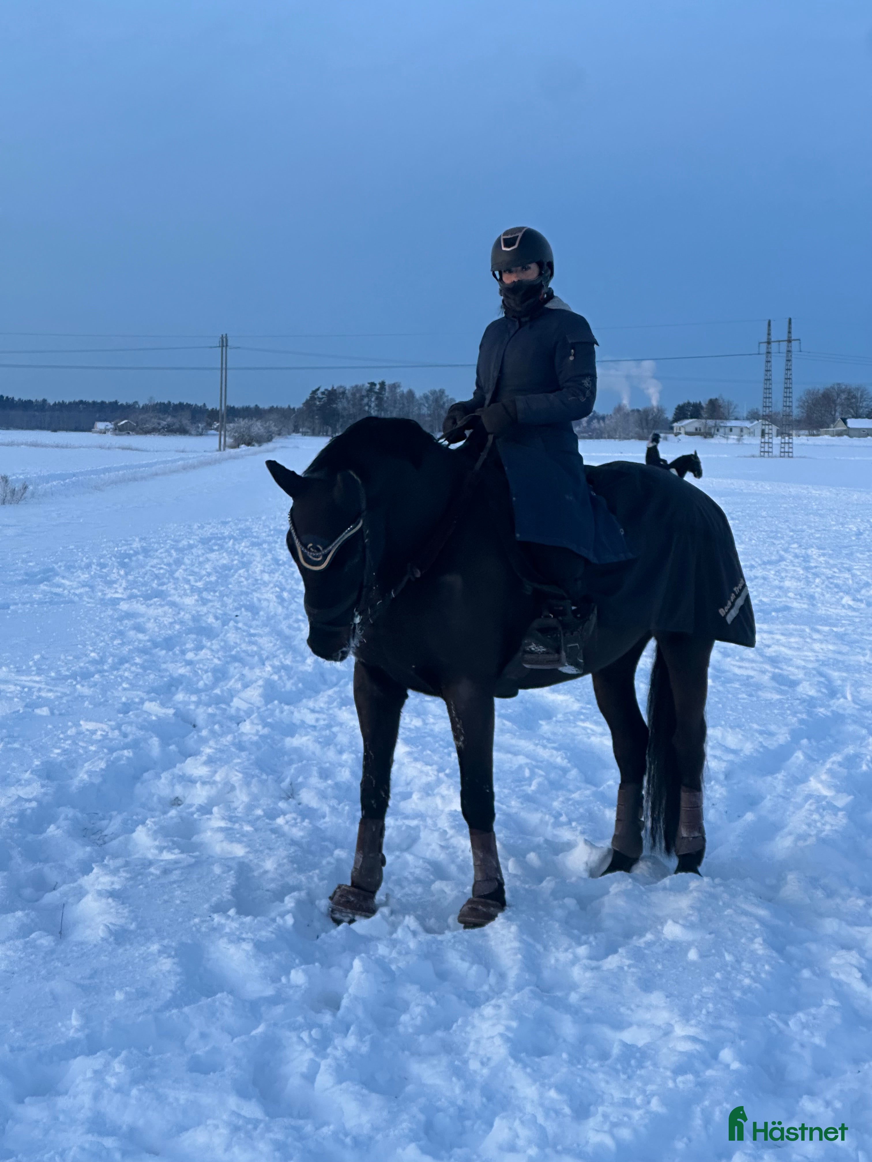  medryttarhäst finnes: Valack 14 år  i Trollhättan - Annons 9