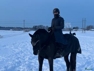 medryttarhäst finnes: Valack 14 år i Trollhättan - Annons 3