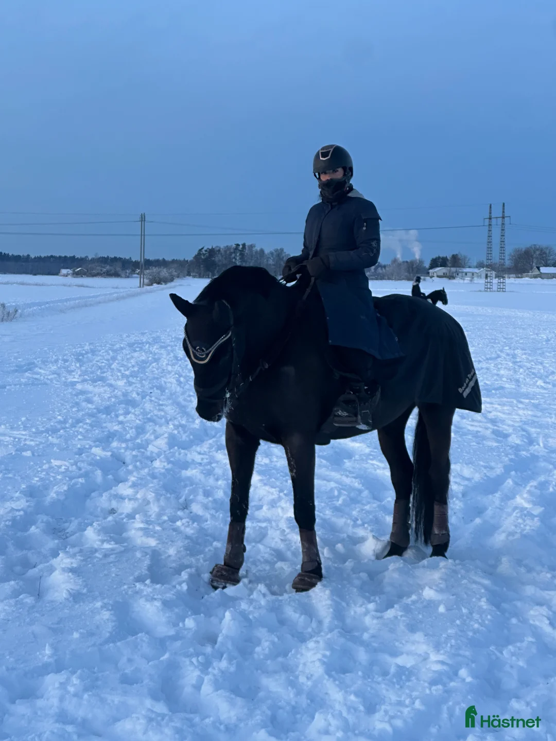  medryttarhäst finnes: Valack 14 år  i Trollhättan - Annons 1