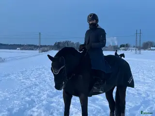medryttarhäst finnes: Valack 14 år i Trollhättan - Annons 9
