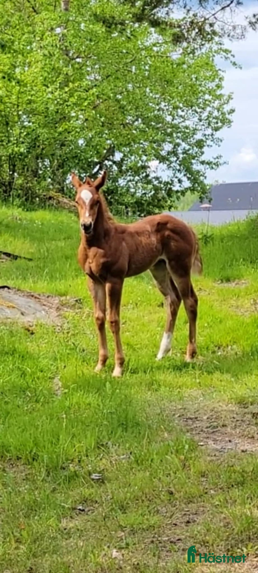 Western hästar till salu: Paint föl med pleasure stam i Uppsala - Annons 3