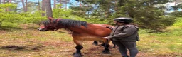  stallplats finnes: Stallplats i Skövde - Annons 8