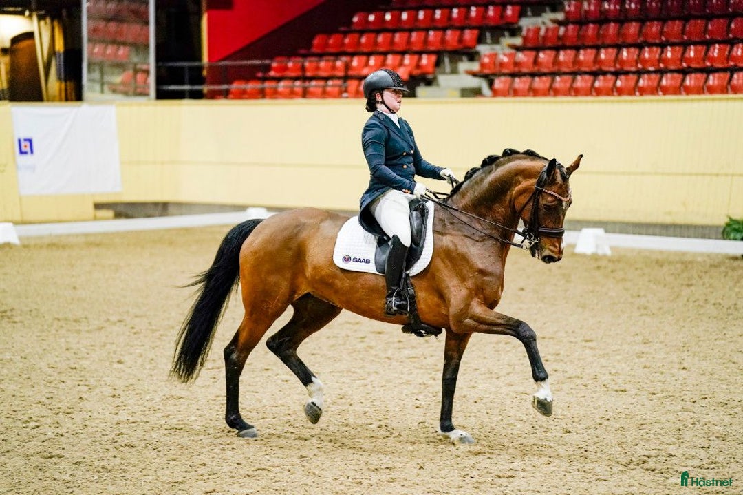  utbildning & inridning finnes: Inridning, Tillridning och/eller försäljning i Garphyttan - Annons 2