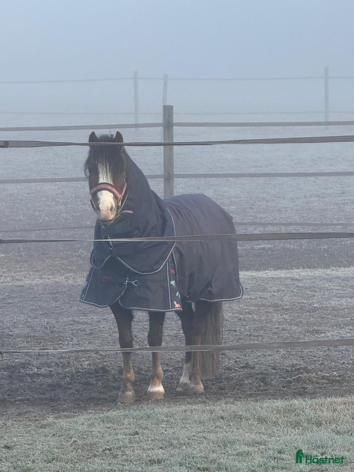  hästar Welsh mountain sto med utstrålning - Annons 1