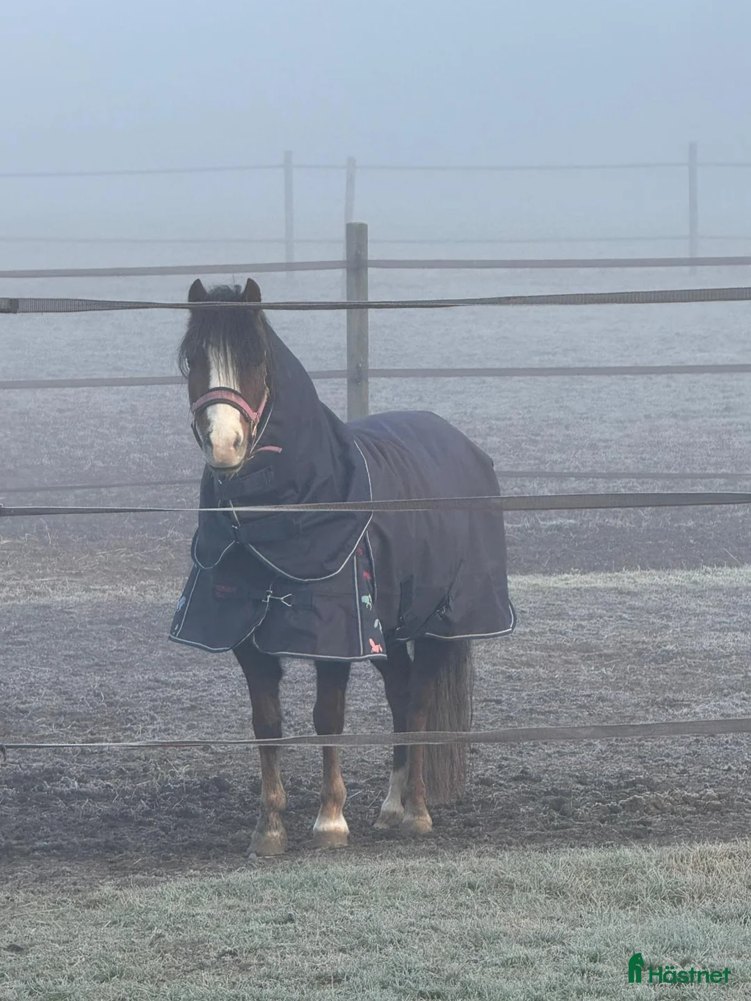 Allround hästar till salu: Welsh mountain sto med utstrålning - Annons 1