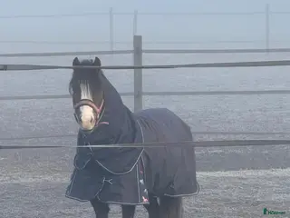 hästar Welsh mountain sto med utstrålning - Annons 1