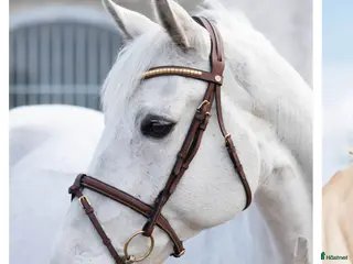 Träns hästutrustning Brunt träns full - Annons 14