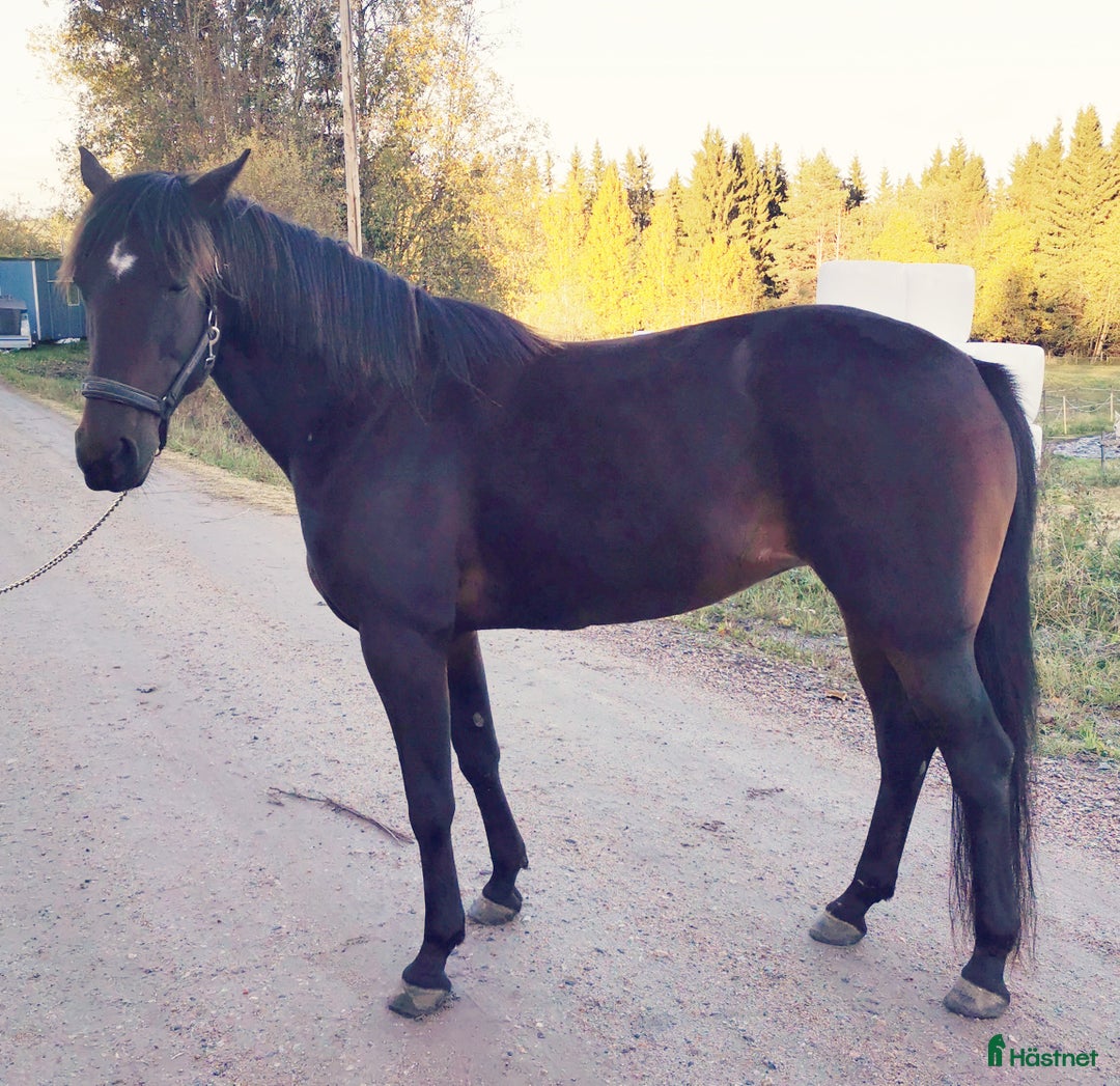 Övrigt hästar till salu: Söker nytt förstklassigt hem! i Njurunda - Annons 3