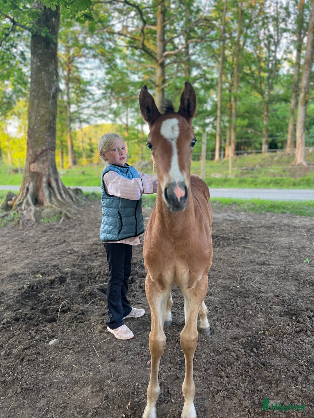 Allround hästar till salu: Framtida tävlingsponny med Galouetblod ⭐️ i Gislaved - Annons 3