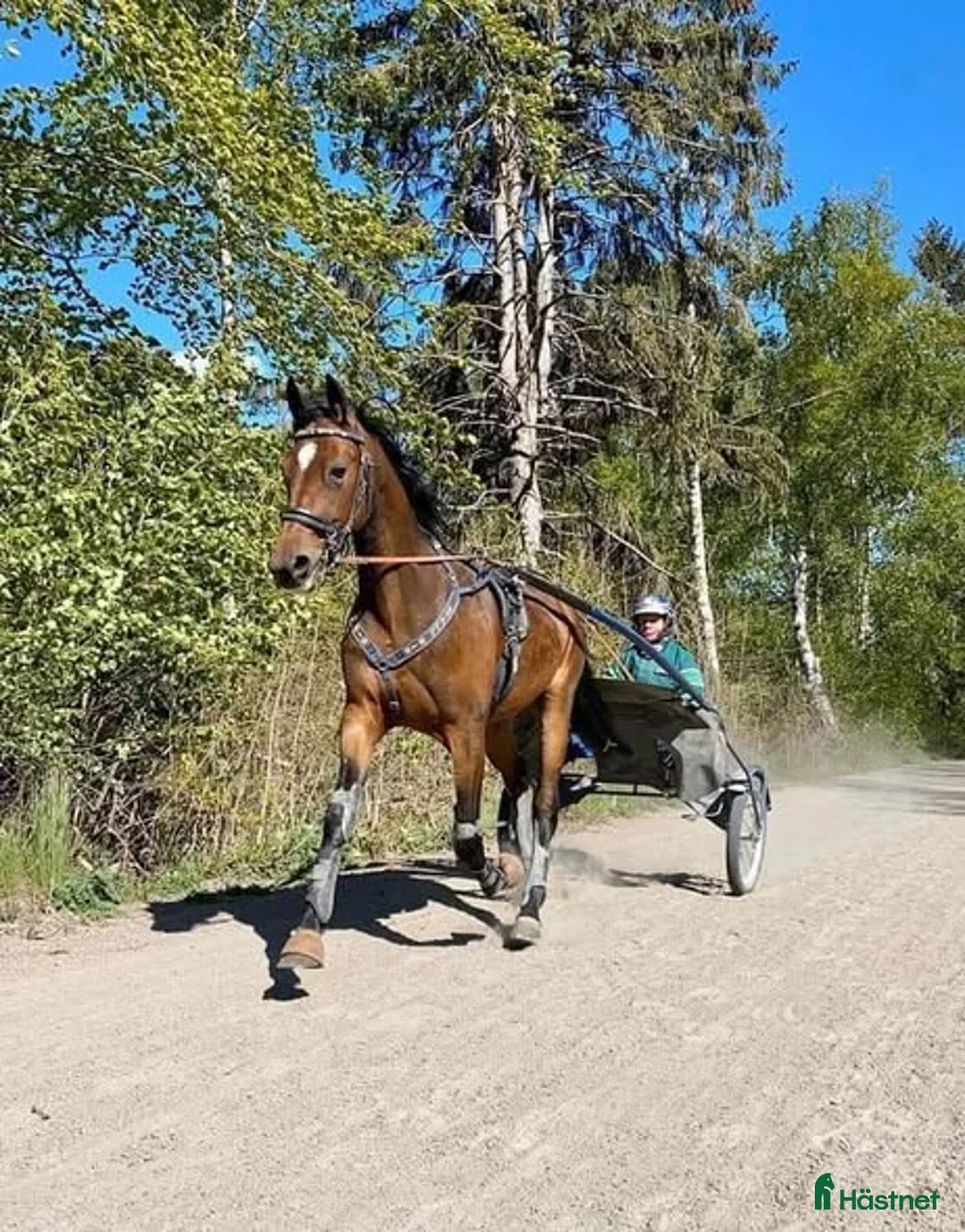 Trav hästar till salu: 8-årigt sto till trav eller ridning - Annons 1