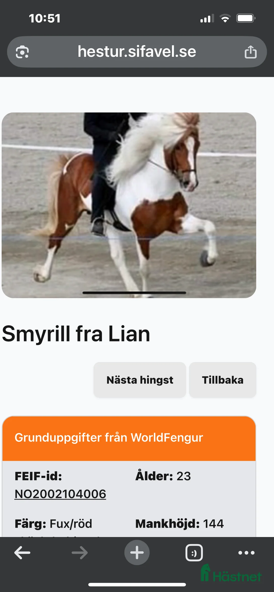 Island hästar till salu: 2 årigt  fint islandssto efter Smyrill fra lian - Annons 6