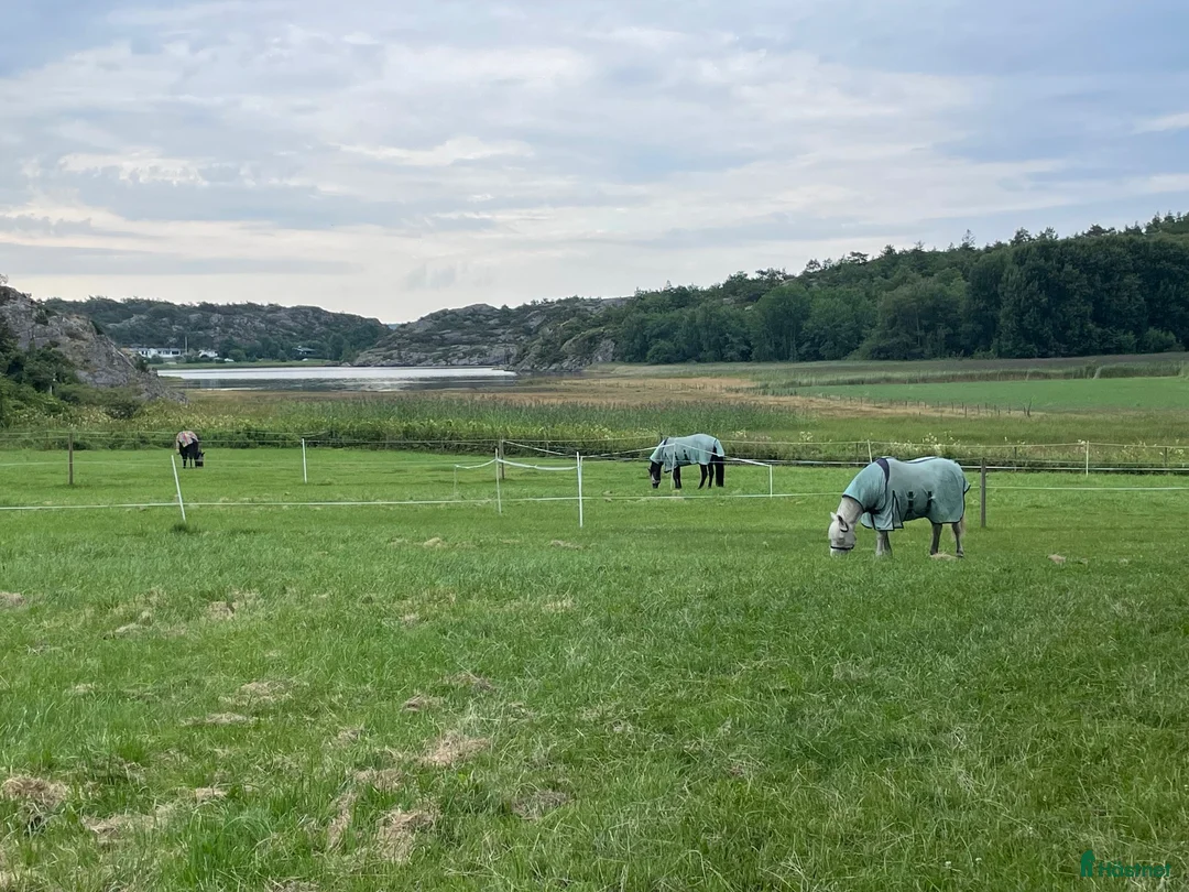 Allround hästar sökes: Äldre läromästare i hoppning C / D-ponny i Lysekil - Annons 1