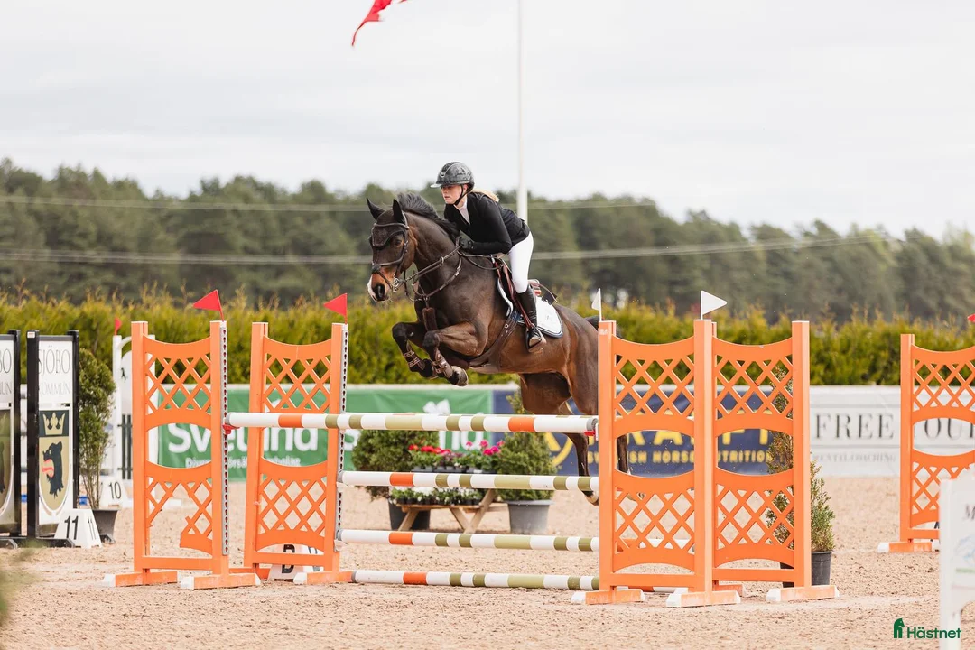 Hoppning hästar till salu: Perfekt läromästare på tävlingsbanan  i Uppsala - Annons 3