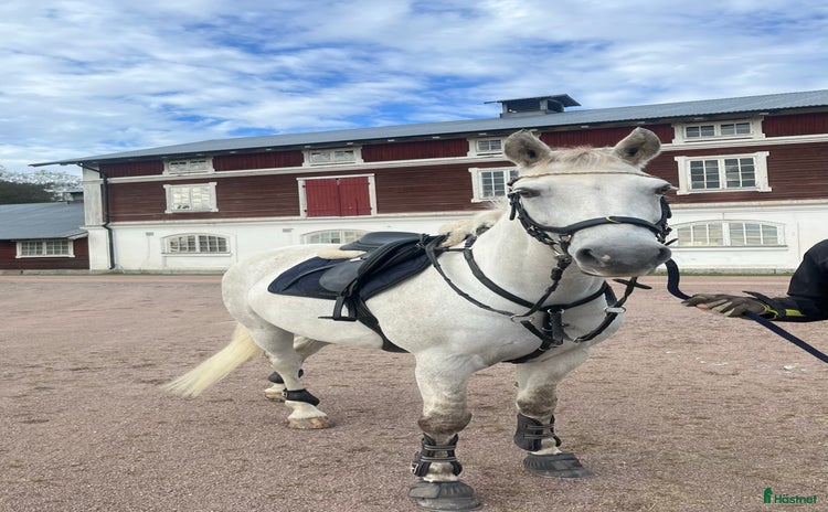  hästar i Västerås - Annons 2