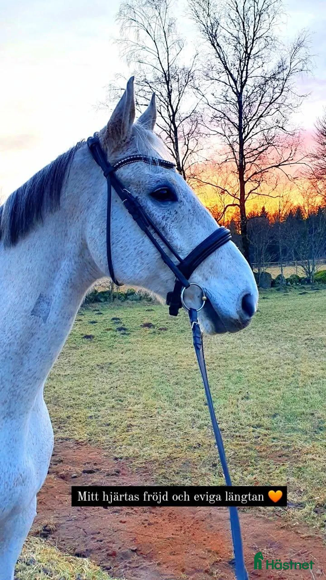 Träns hästutrustning till salu: Fint Döbert Classic rundsytt kandar/träns stl full i Hamneda - Annons 3