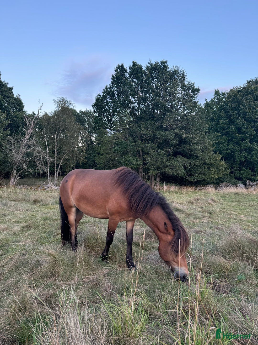 Island hästar till salu: Världens mysigaste 3 åring - en klok herre i Alvesta - Annons 2