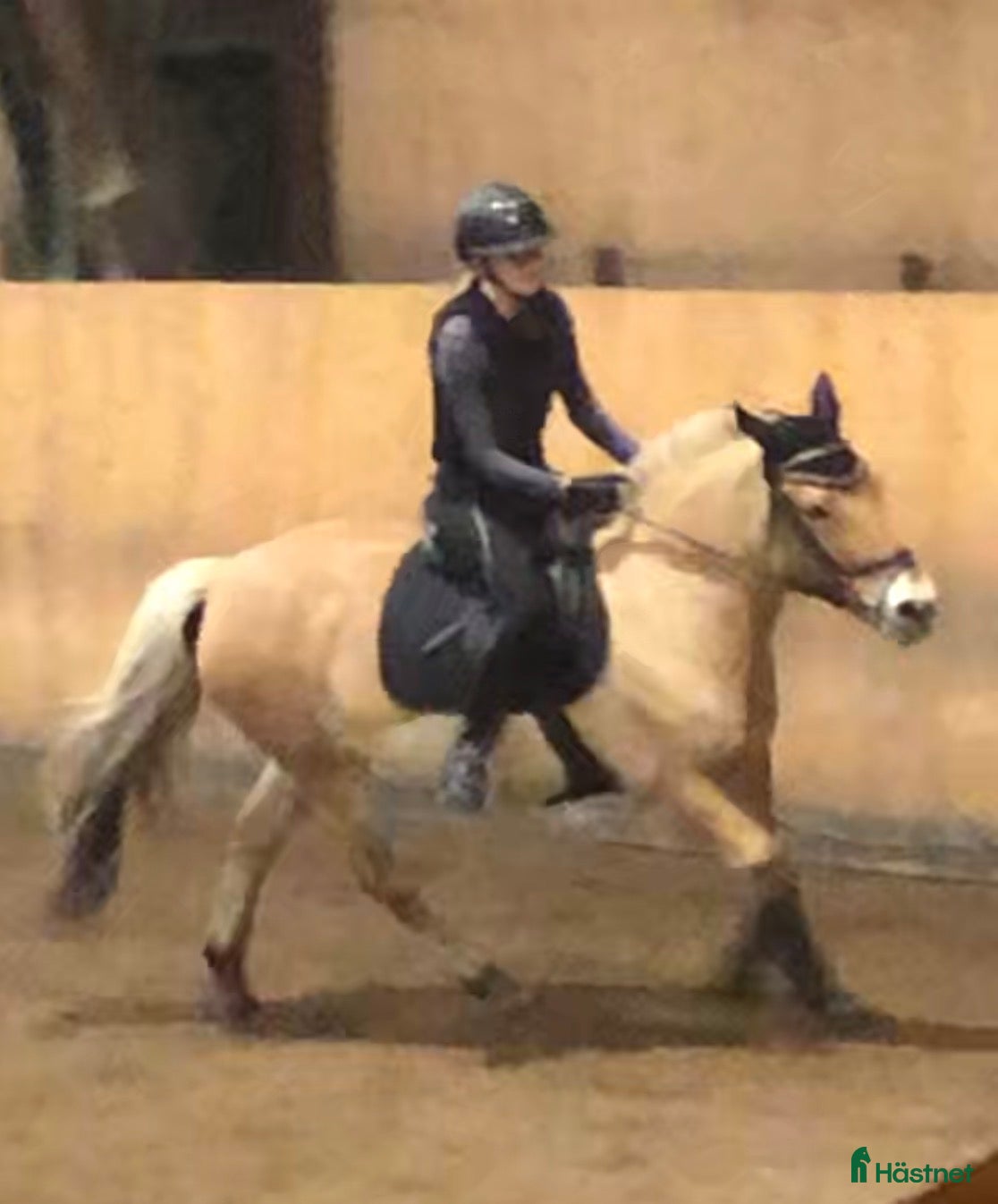  medryttarhäst sökes: Medryttarhäst sökes  - Annons 9