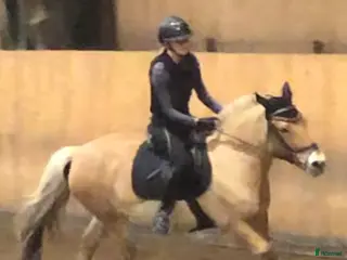 medryttarhäst sökes: Medryttarhäst sökes - Annons 9