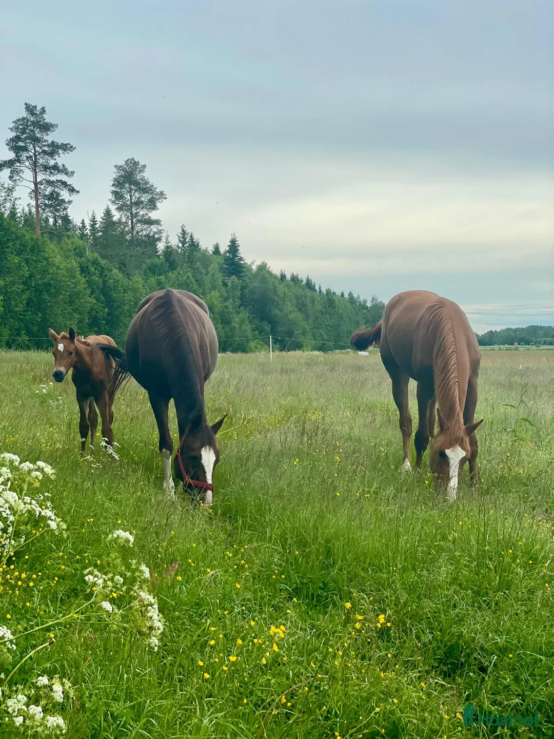 stallplats finnes: Stallplatser i Umeå i Umeå - Annons 1