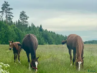 stallplats finnes: Stallplatser i Umeå - Annons 1