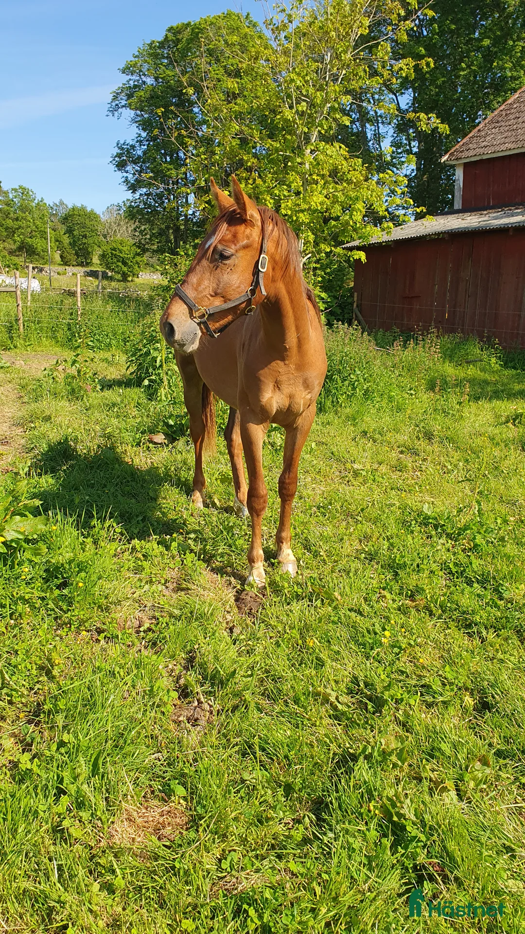 Hoppning hästar till salu:  Treåringar för hopp & fälttävlan - Annons 5