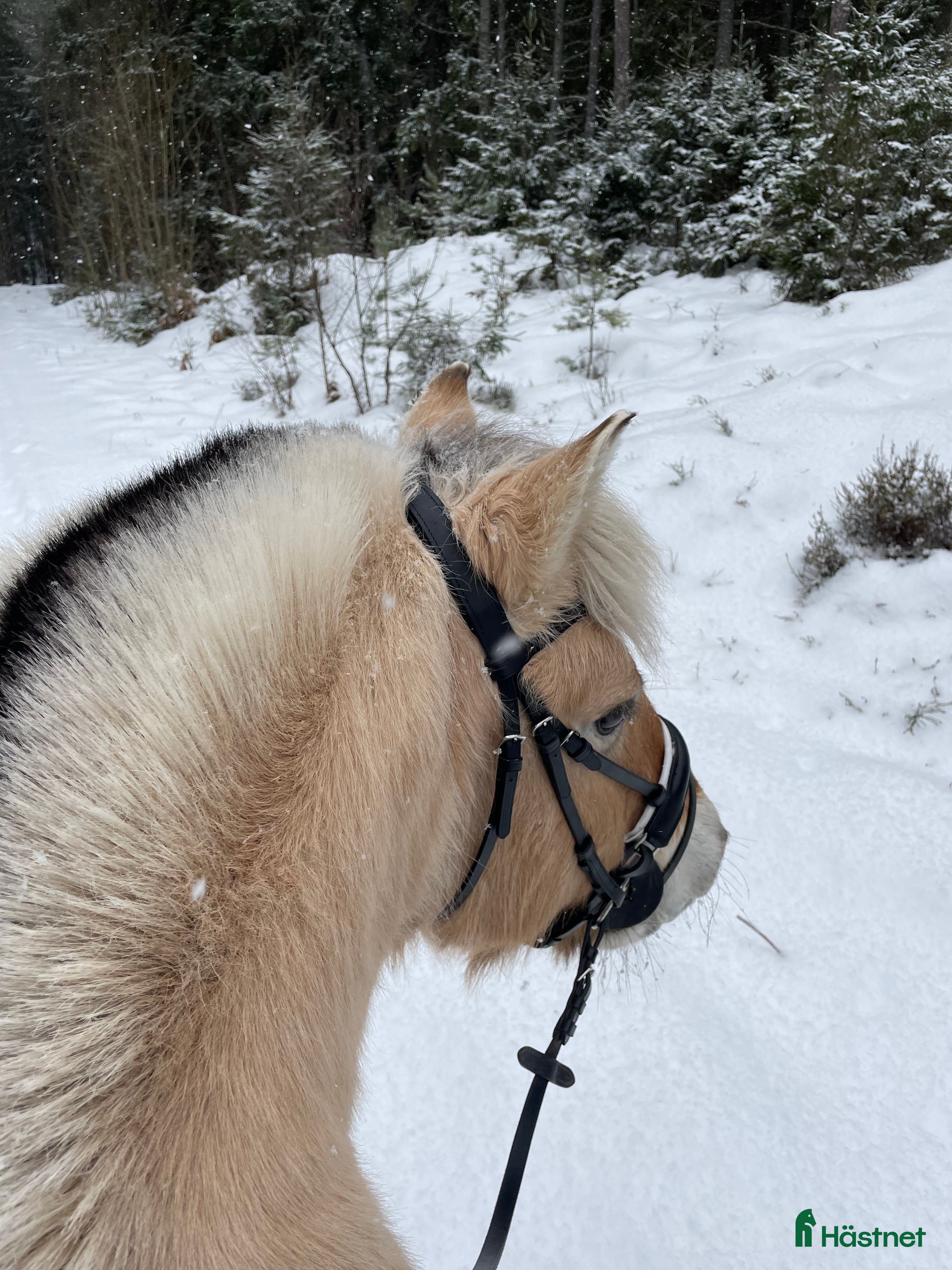  hästar Fjordhäst  i Jönköping - Annons 1