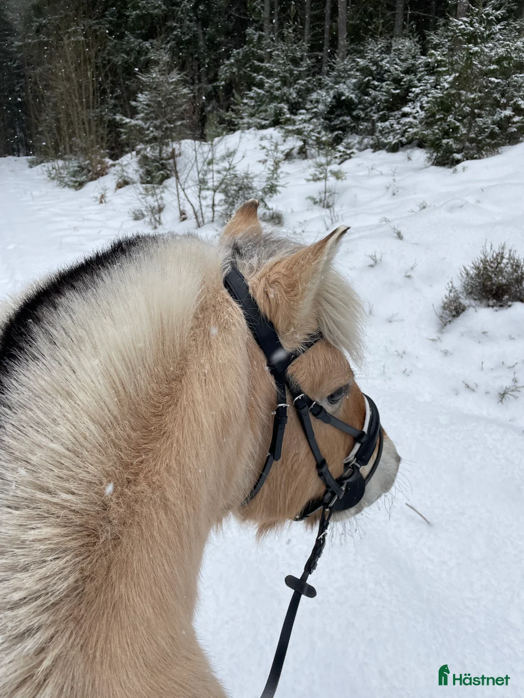 Hoppning hästar till salu: Fjordhäst  i Jönköping - Annons 1