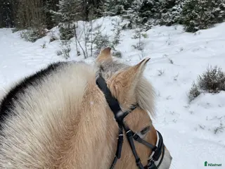 hästar Fjordhäst i Jönköping - Annons 1