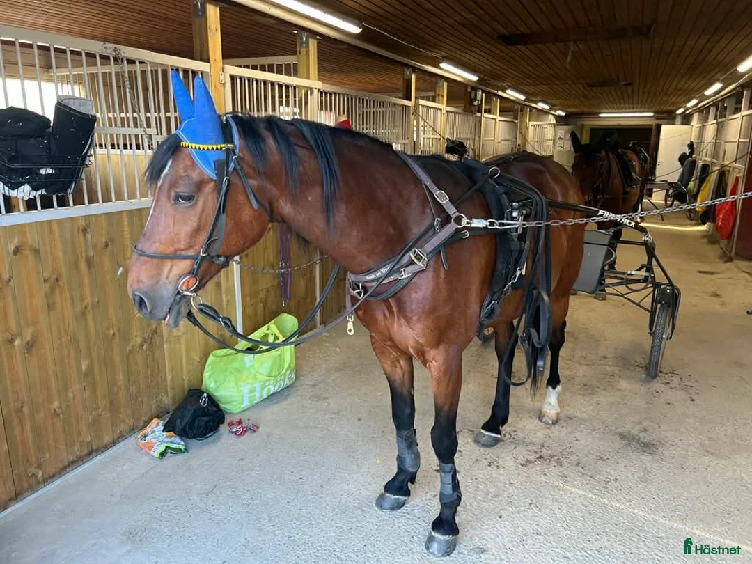 Allround hästar till salu: Charmig kille söker  en  fodervärd/halvfodervärd - Annons 2