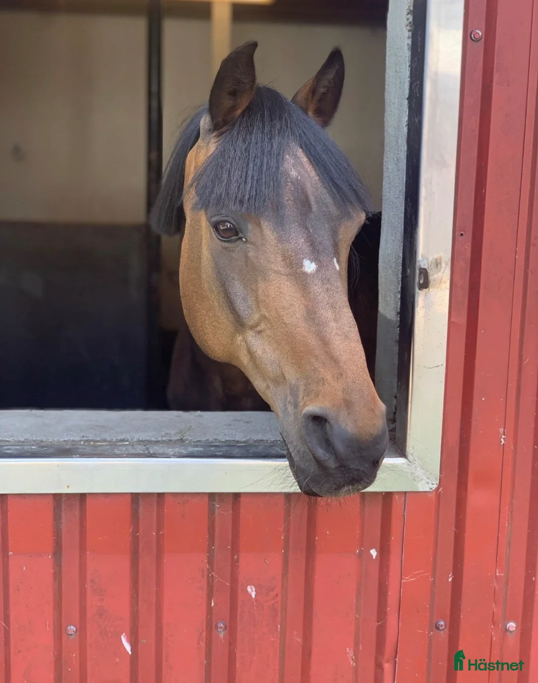 Allround hästar till salu: Världens bästa läromästare  i Lund - Annons 2