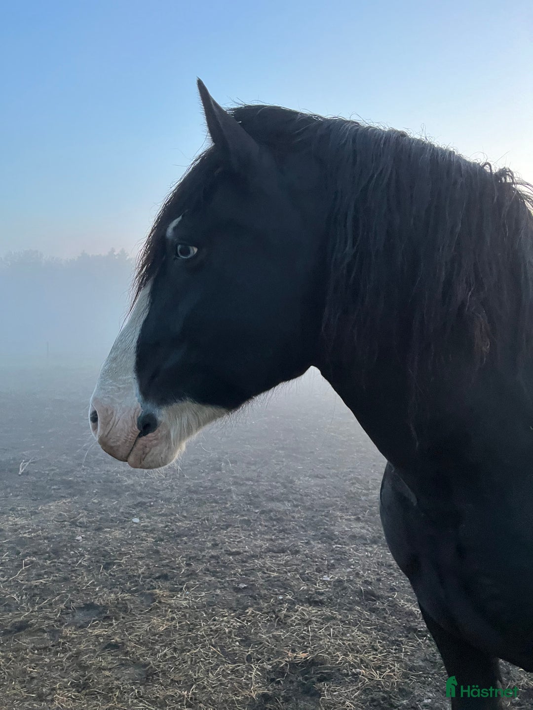  foderhäst finnes: Fantastisk häst med personlighet . Skogsmulle  i Västerås - Annons 1