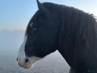 foderhäst finnes: Fantastisk häst med personlighet . Skogsmulle i Västerås - Annons 2