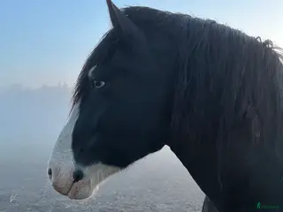 foderhäst finnes: Fantastisk häst med personlighet . Skogsmulle - Annons 3