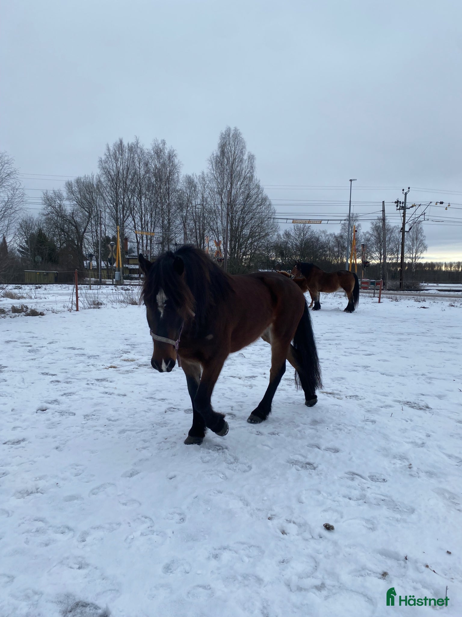  hästar Söt nordsvensk valack - Annons 6