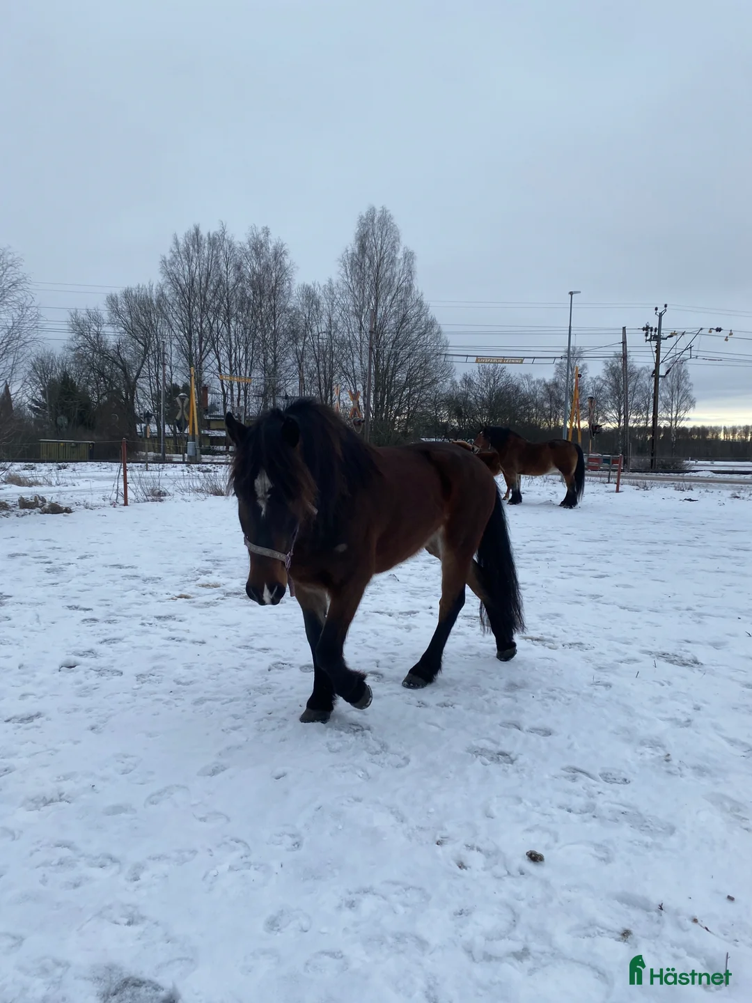 Allround hästar till salu: Söt nordsvensk valack - Annons 1