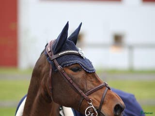 hästar Drömponny i Kungsängen - Annons 3