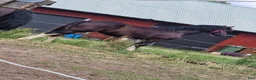 Allround hästar till salu: Welsh cob  - Annons 2