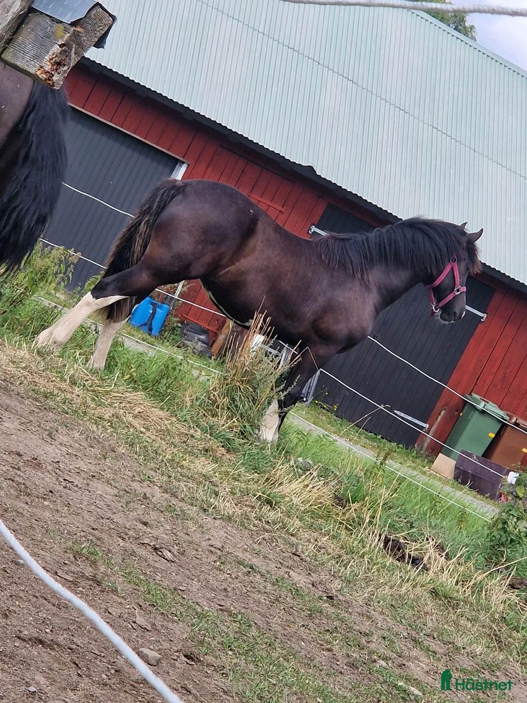Allround hästar till salu: Welsh cob  - Annons 2